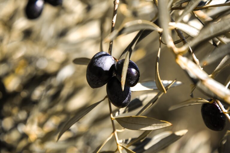 Lee más sobre el artículo 5 Datos curiosos sobre las olivas